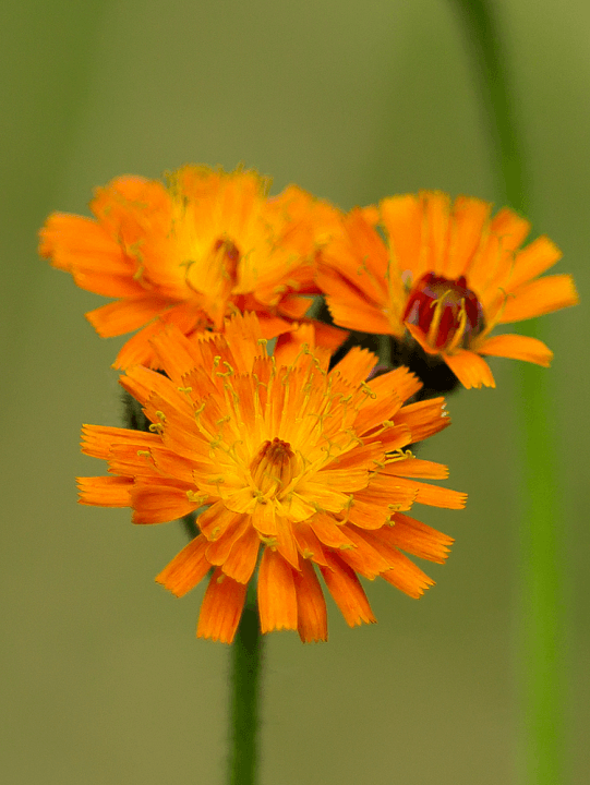 Hieracium aurantiacum